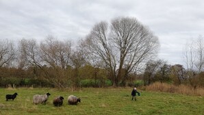 A grassy field with a few sheep and a person holding a green bucket. - Vacation under thatch (Postfeld)