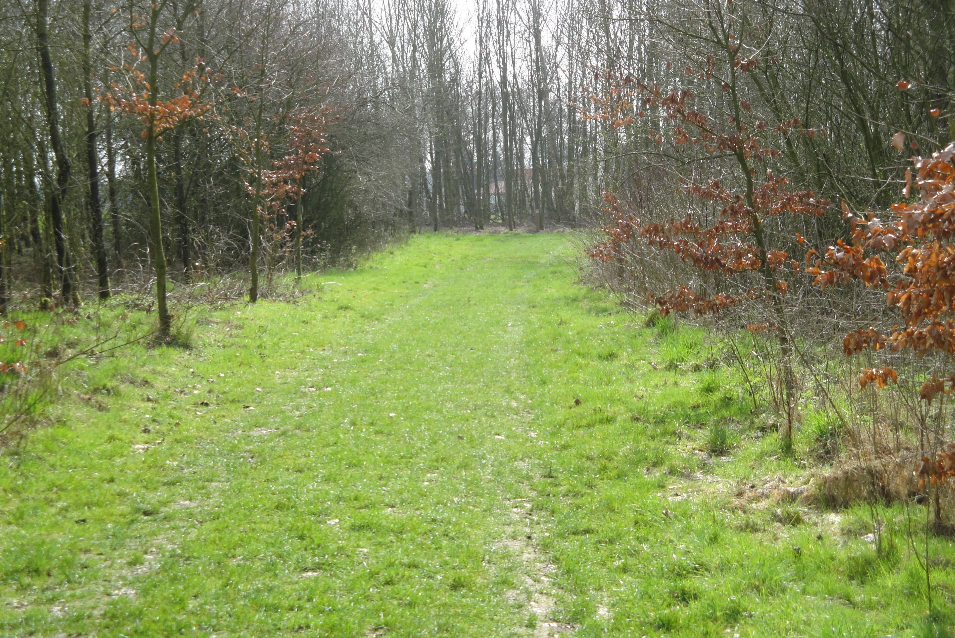 Un sendero forestal con un camino cubierto de hierba que serpentea entre los árboles.