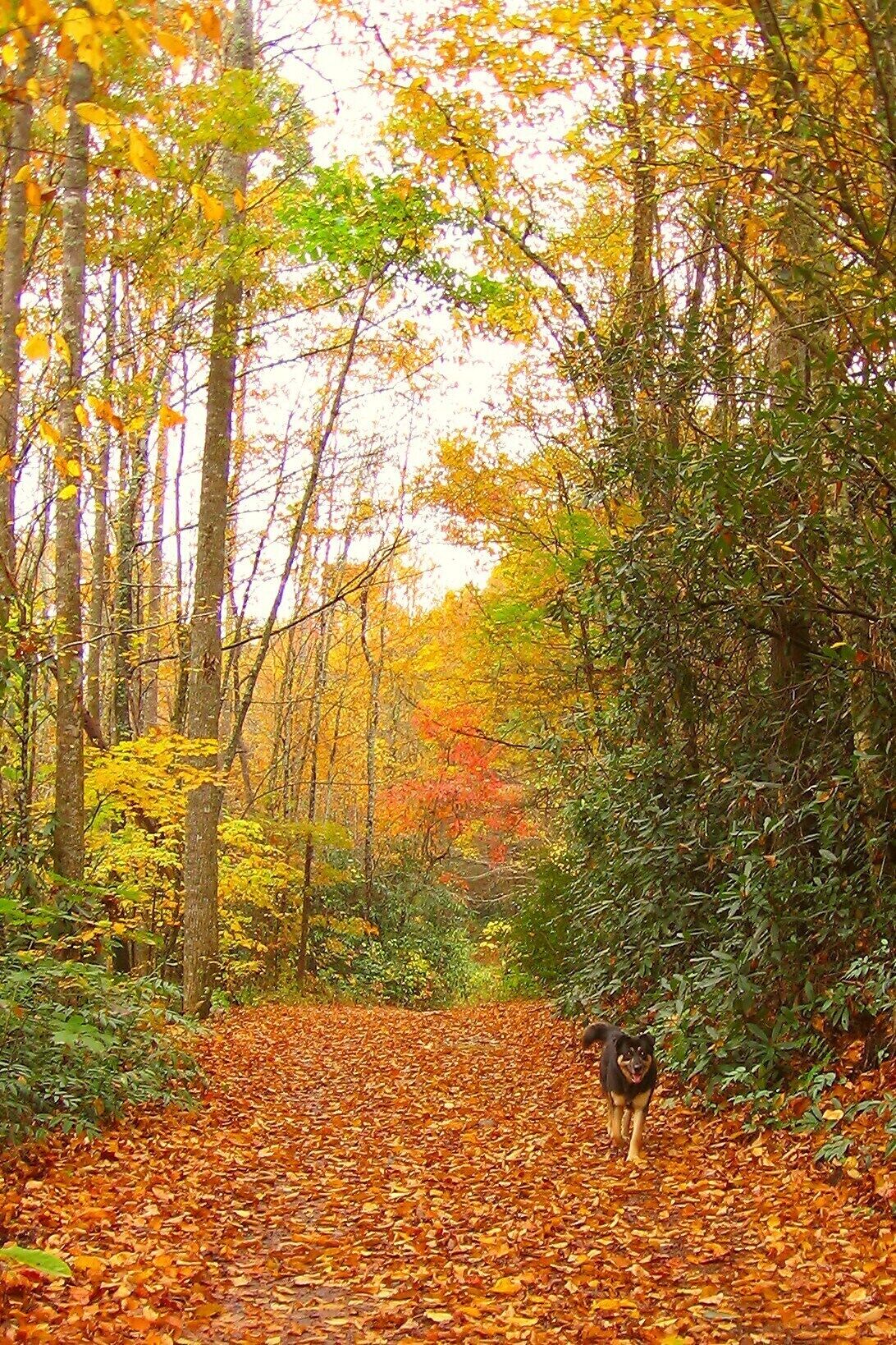 A forest path covered with fallen leaves.