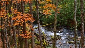 A forest with a stream, trees with autumn leaves, and a rocky streambed.