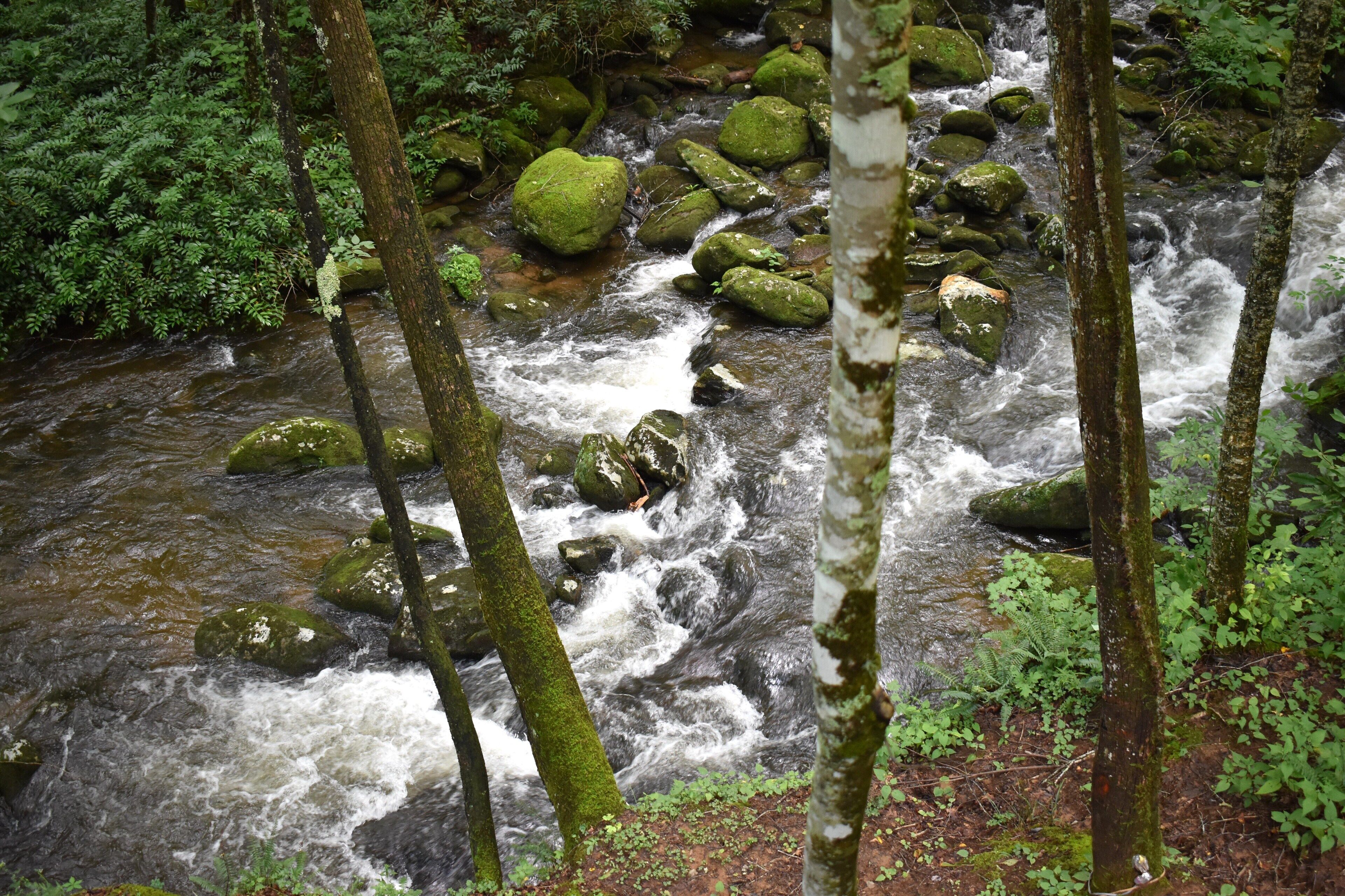 A river flowing through a forest with rocks and trees.
