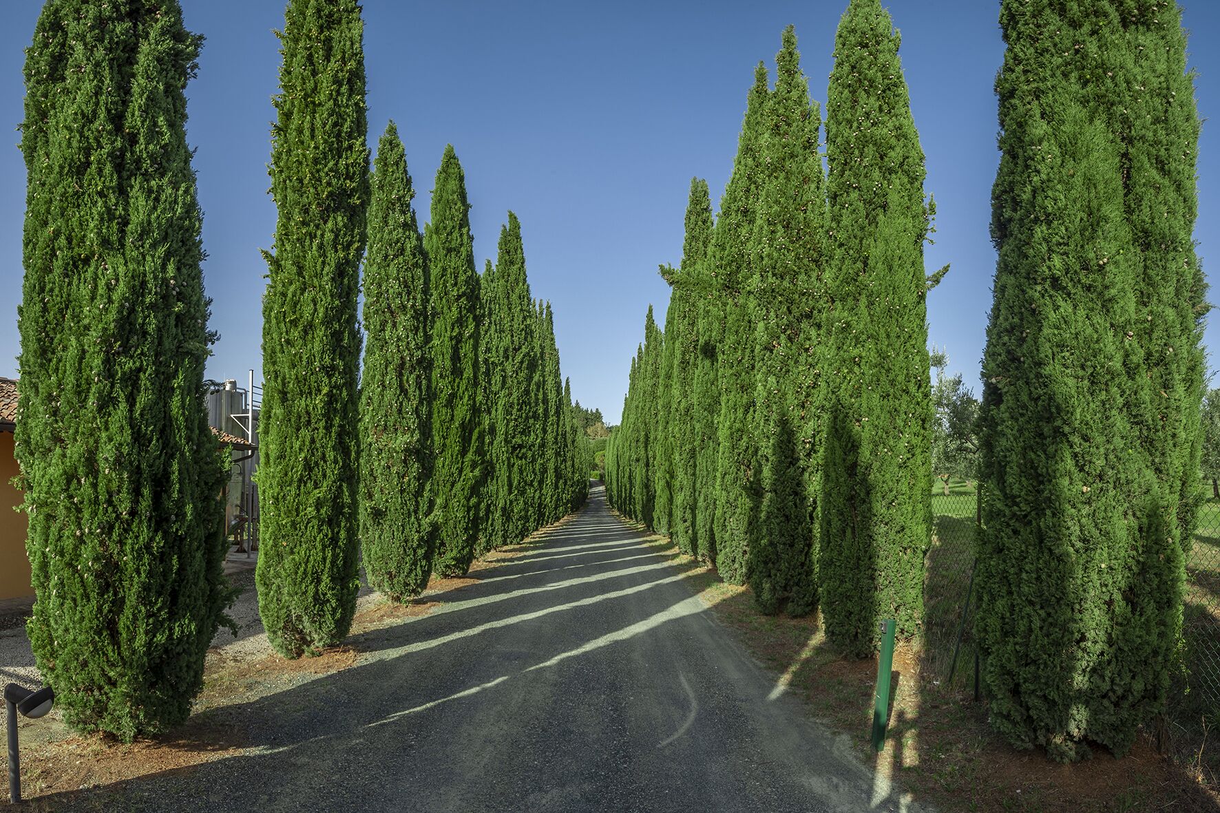 A road lined with tall, narrow evergreen trees.