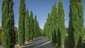 A road lined with tall, narrow evergreen trees.
