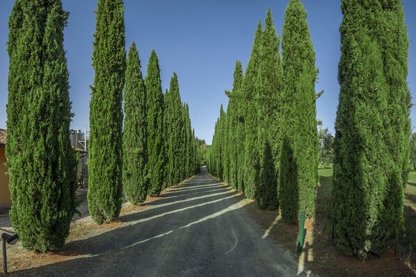 Une route bordée d’arbres à feuilles persistantes, hauts et étroits.