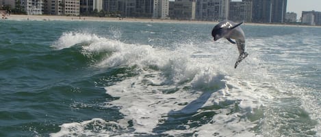 على الشاطئ، كراسي للتشمس، مناشف للشاطئ