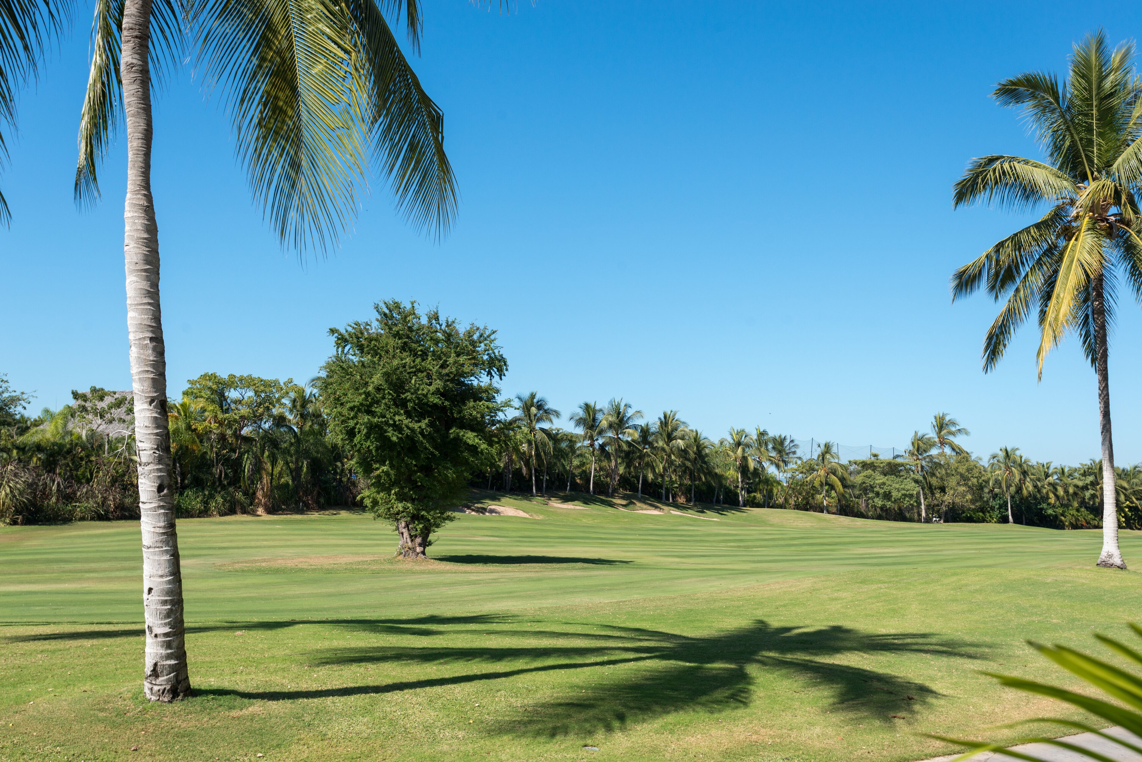 Un parcours de golf avec un ciel dégagé, des palmiers et une pelouse bien entretenue.