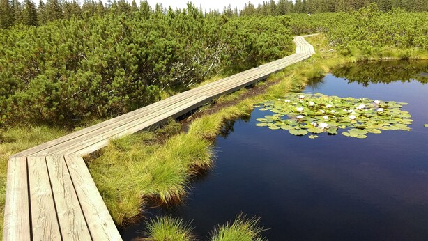 A wooden boardwalk leading to a pond with lily pads and surrounded by dense green trees.