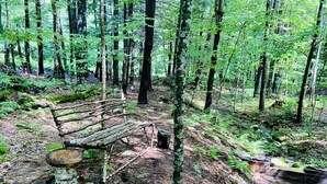 A forested area with a wooden bench and a small stream. - Cozy cottage tucked away in the woods (Townshend)