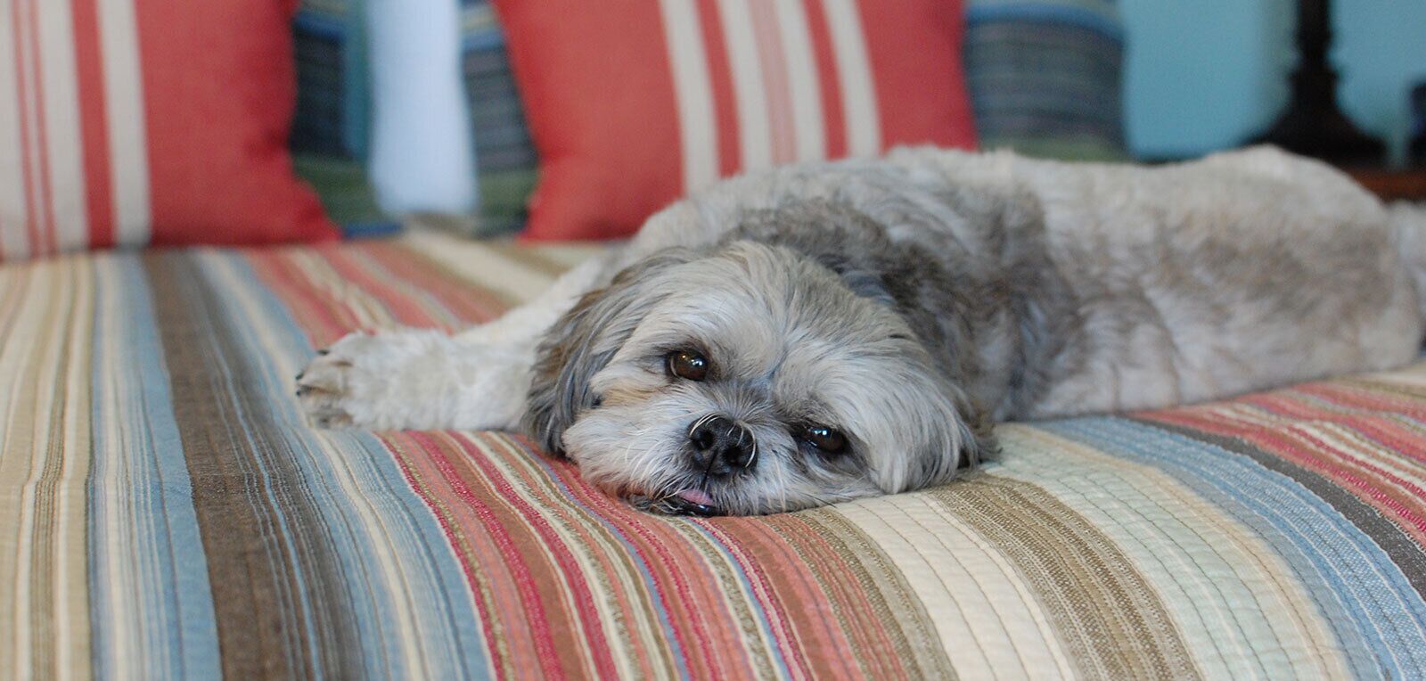 A dog lying on a striped couch with pillows in the background.