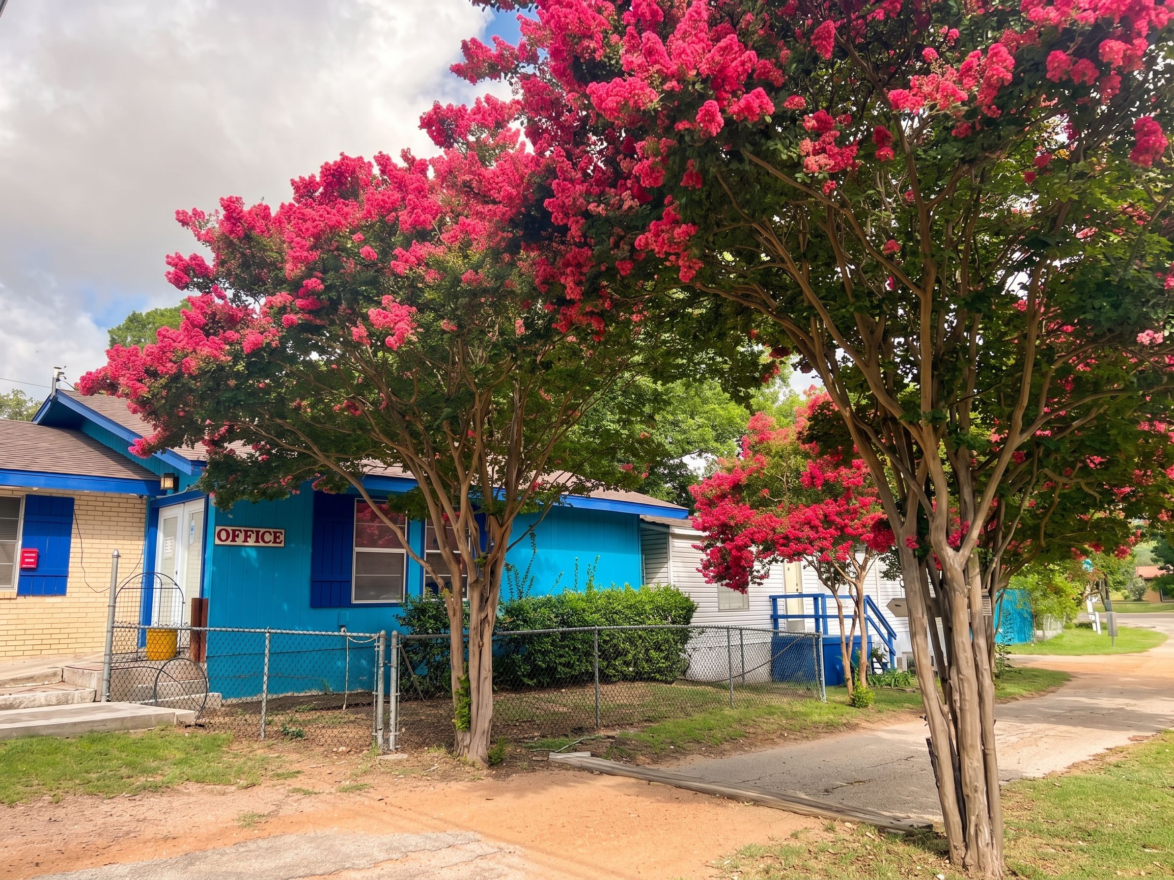 A residential area with houses, a fenced yard, and a tree with pink flowers.