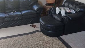 A living room with a black leather sofa, a coffee table, a guitar, and mounted animal heads on the wall. - Fishing, Boating, Golf , Hunting - perfect getaway. Near Augusta for Masters (McCormick)