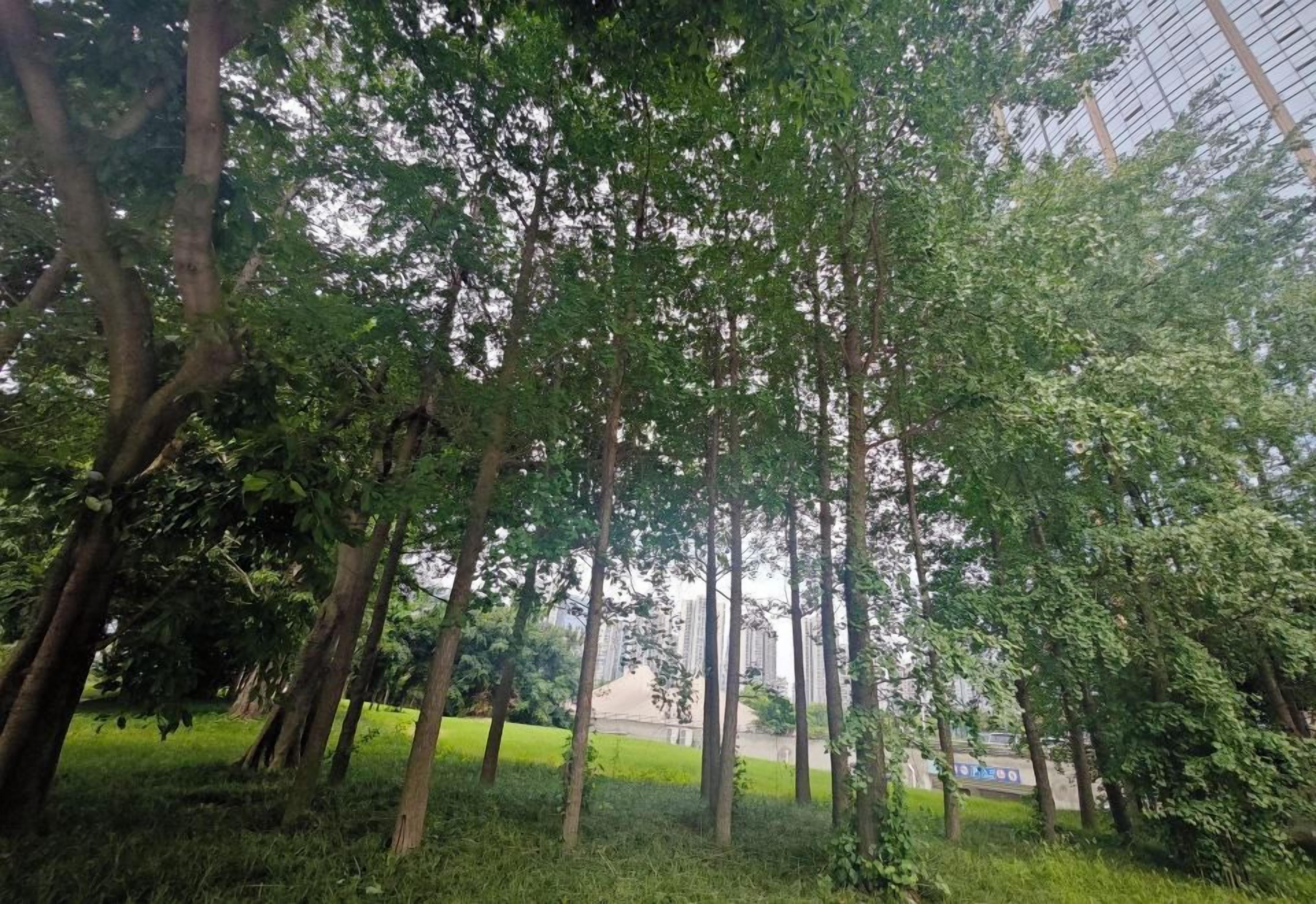 A park with tall trees and a grassy area.