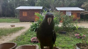 A bird perched on a wooden structure in a garden area with two wooden cabins in the background. - Cabaña Luna Roja (Ocosingo)