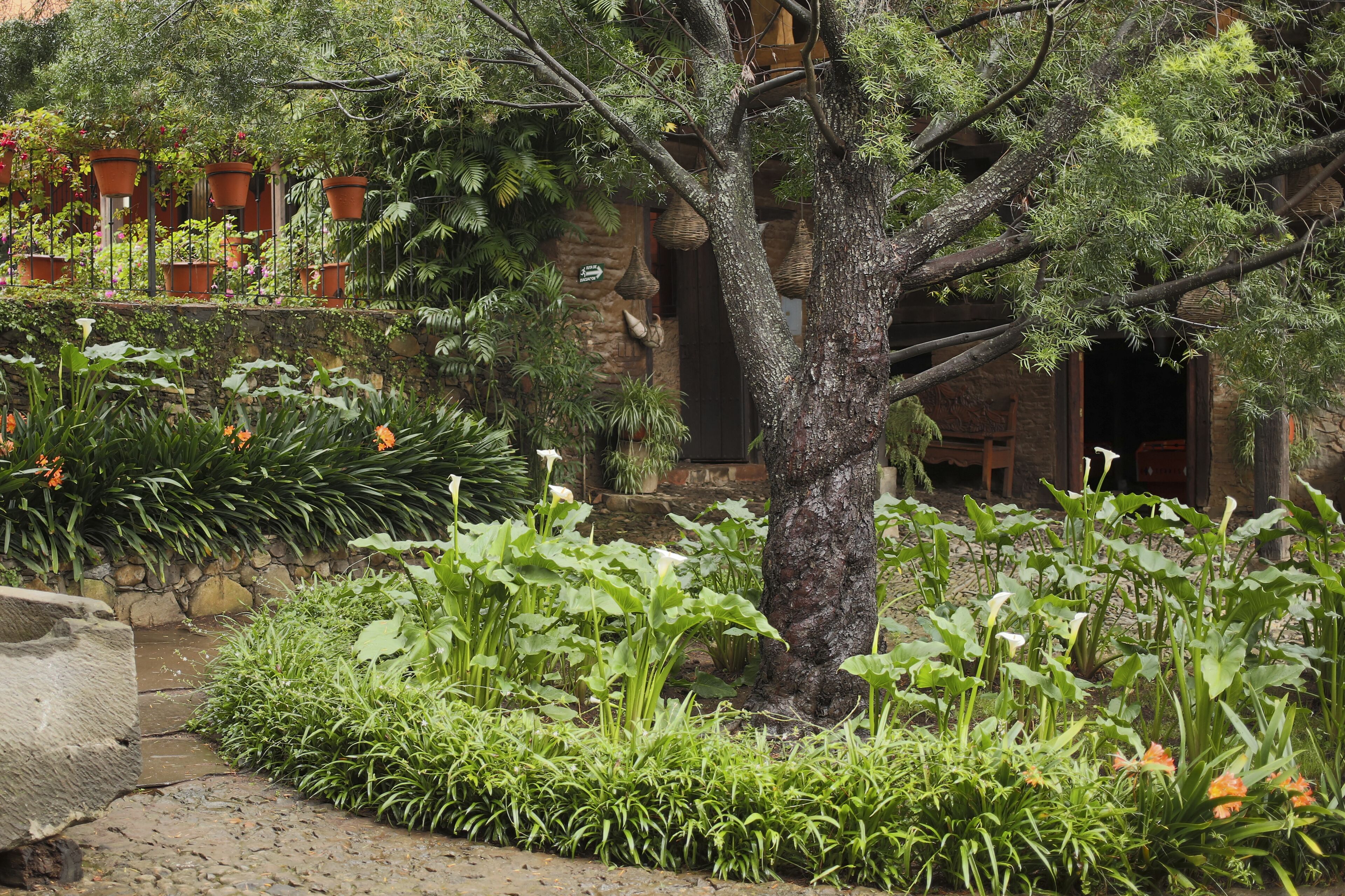 A garden with a large tree, potted plants, and a stone wall.