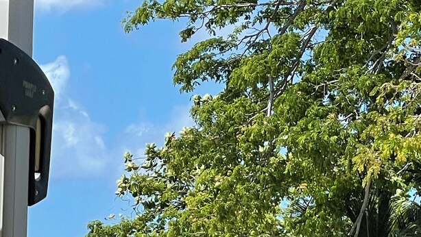 Strandudsigt med klart himmel, en palme og to tomme stole.