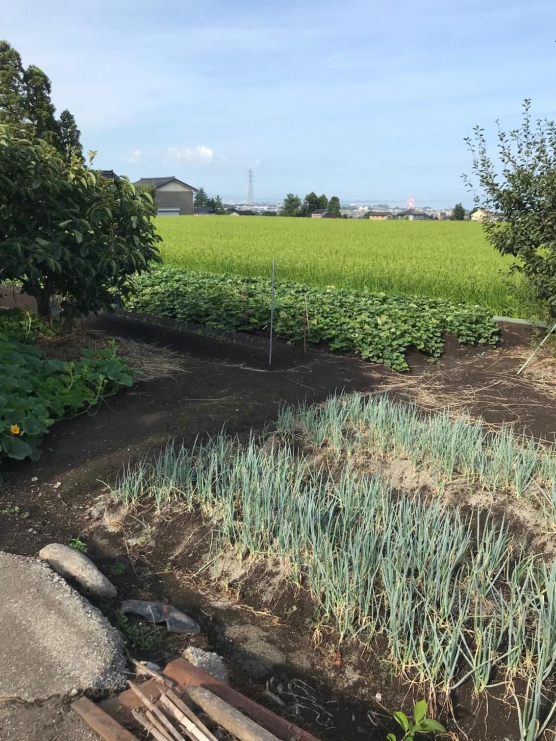A garden with a variety of plants and a paved area with a drainage system.