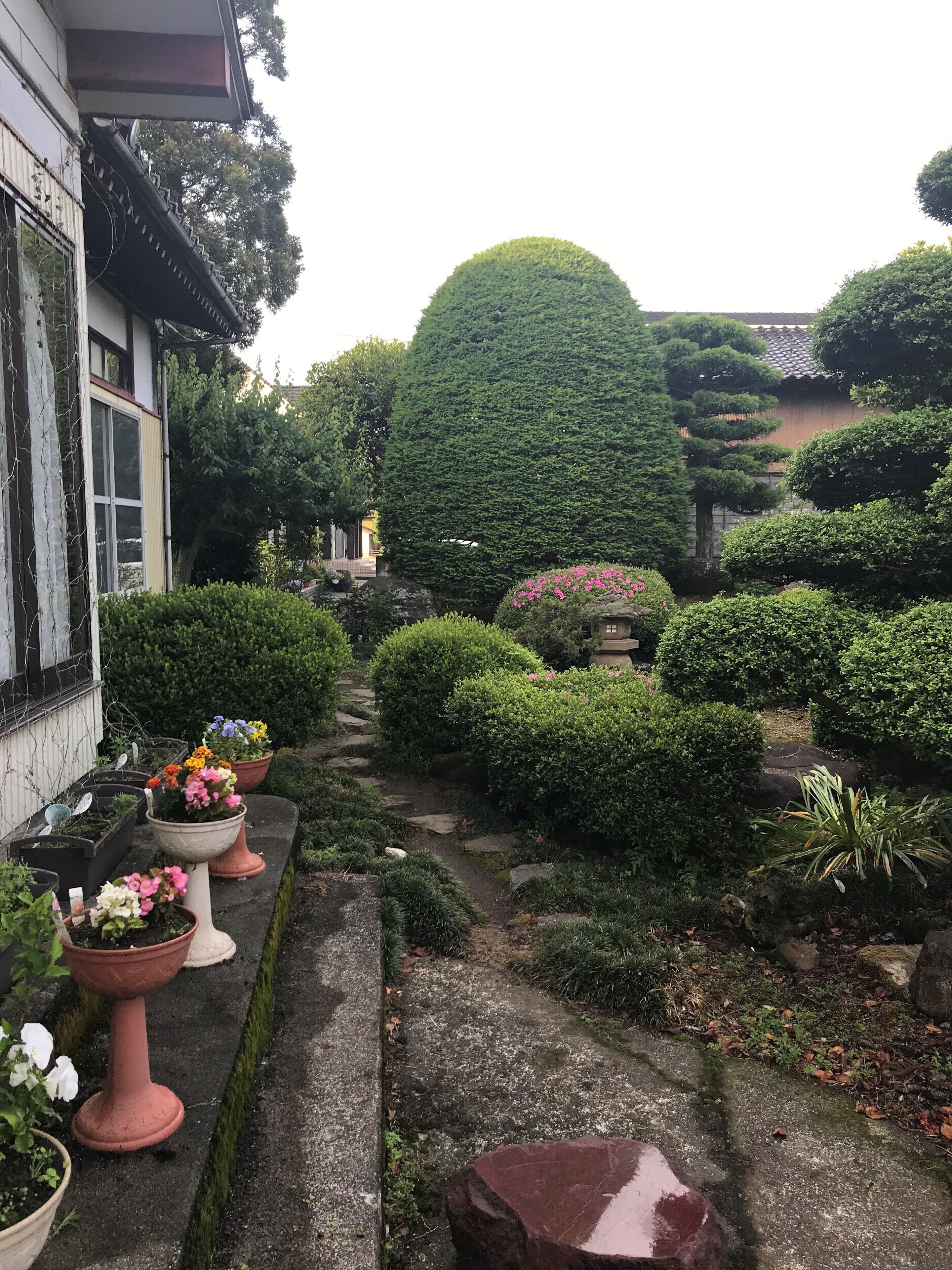 Un jardín japonés tradicional con senderos de piedra, arbustos cuidadosamente recortados y plantas en macetas.