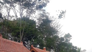 Una hilera de edificios de estilo tradicional con techos de tejas y pilares de madera, rodeados de vegetación y un camino de piedra.