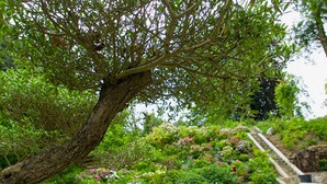 A tree with a thick trunk and dense foliage, surrounded by a variety of flowering plants and a stone staircase leading up.