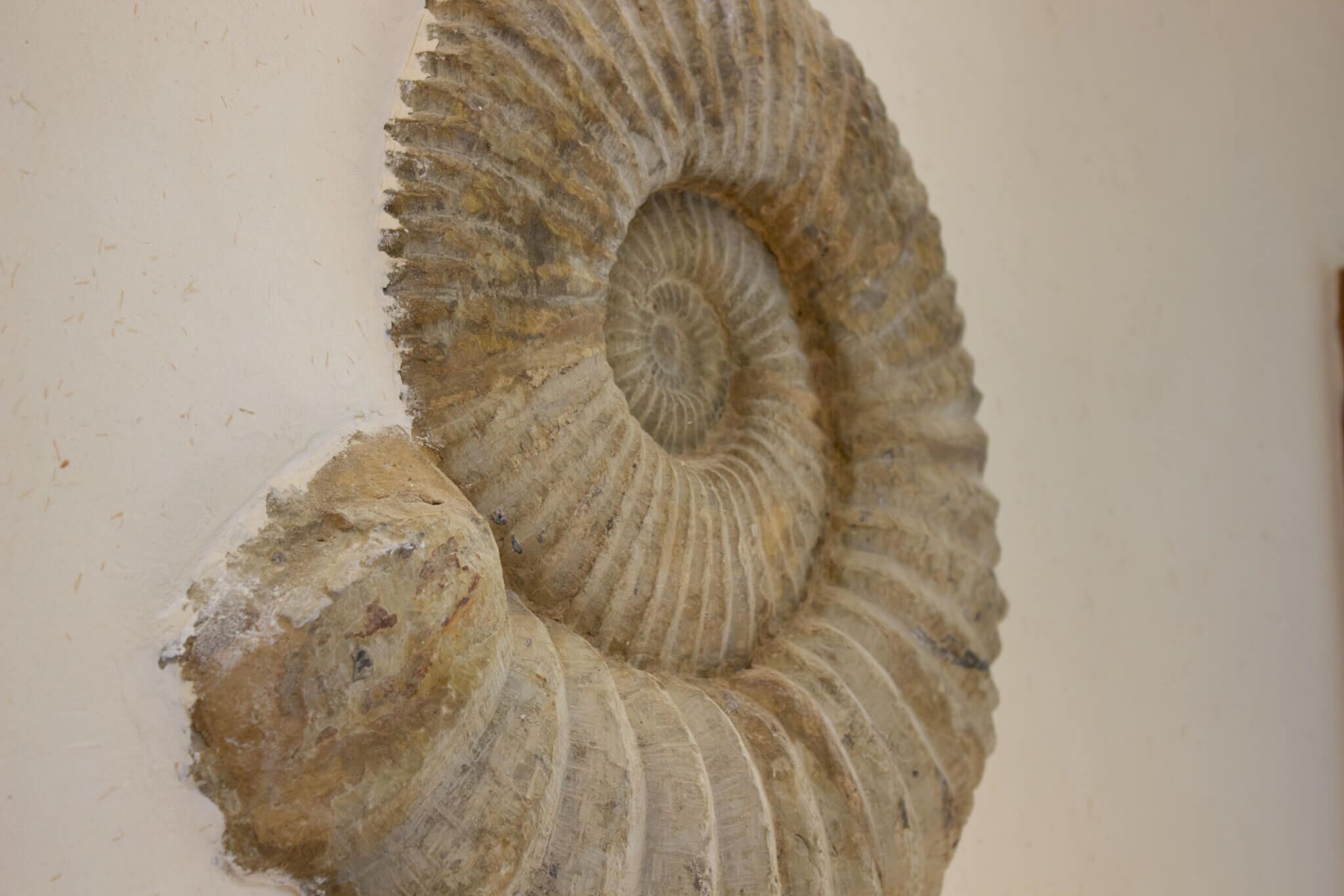 Une coquille d’ammonite fossilisée, caractérisée par des crêtes concentriques et une structure en spirale.