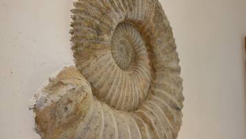 A fossilized ammonite shell with concentric ridges and a spiral structure.