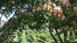 Kebun anggur
