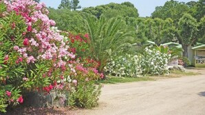 Een tuin met verschillende bloeiende planten en een palmboom.