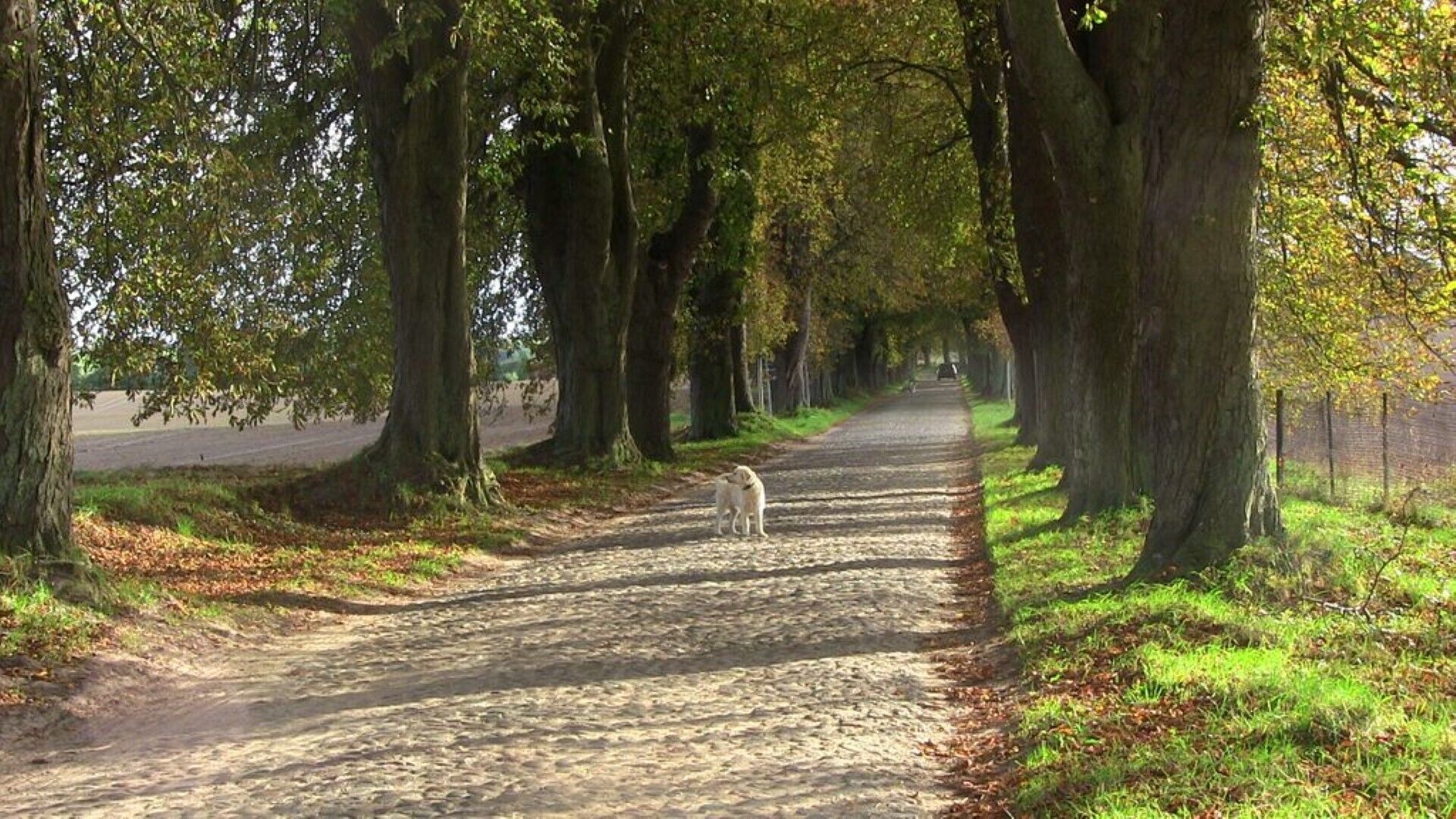 A paved pathway lined with trees, a dog walking on the path, and a road in the background.