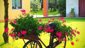 Un vélo avec un panier rempli de fleurs, garé sur une pelouse verdoyante.
