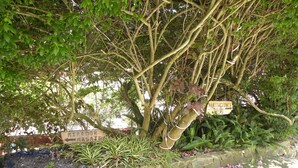 A tree-lined area with a sign indicating 'Habitaciones' (Rooms). - Hosteria Llanovientos (Baños de Agua Santa)