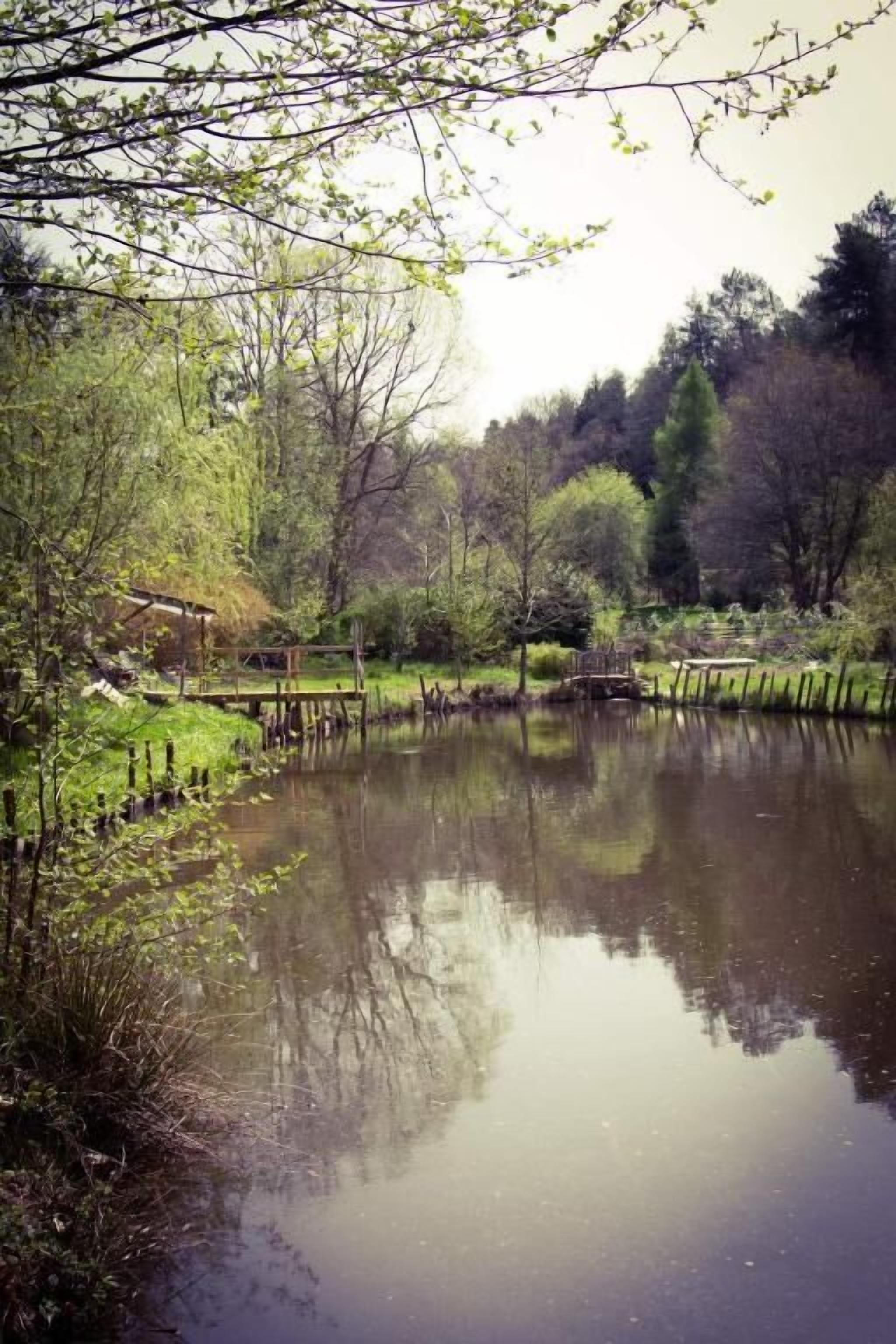 A calm pond surrounded by trees and a wooden dock.