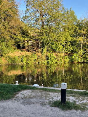 A natural landscape with a pond, trees, and a gravel path.