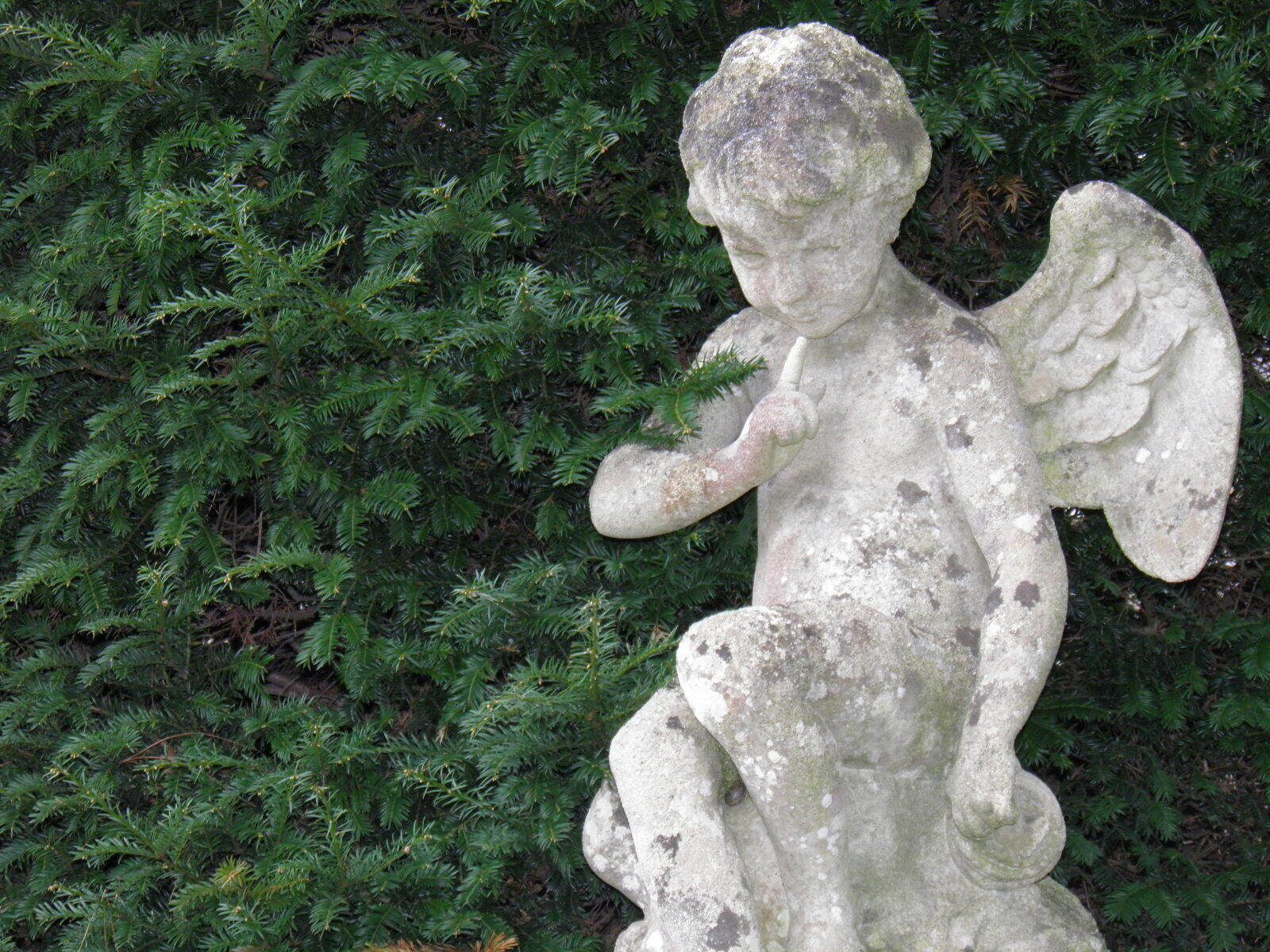 A stone angel statue with wings, set against a background of green foliage.