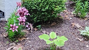Una casa con ampie finestre, un giardino con diverse piante e un cartello che riporta la scritta 'VIDEO ENTRANCE'.