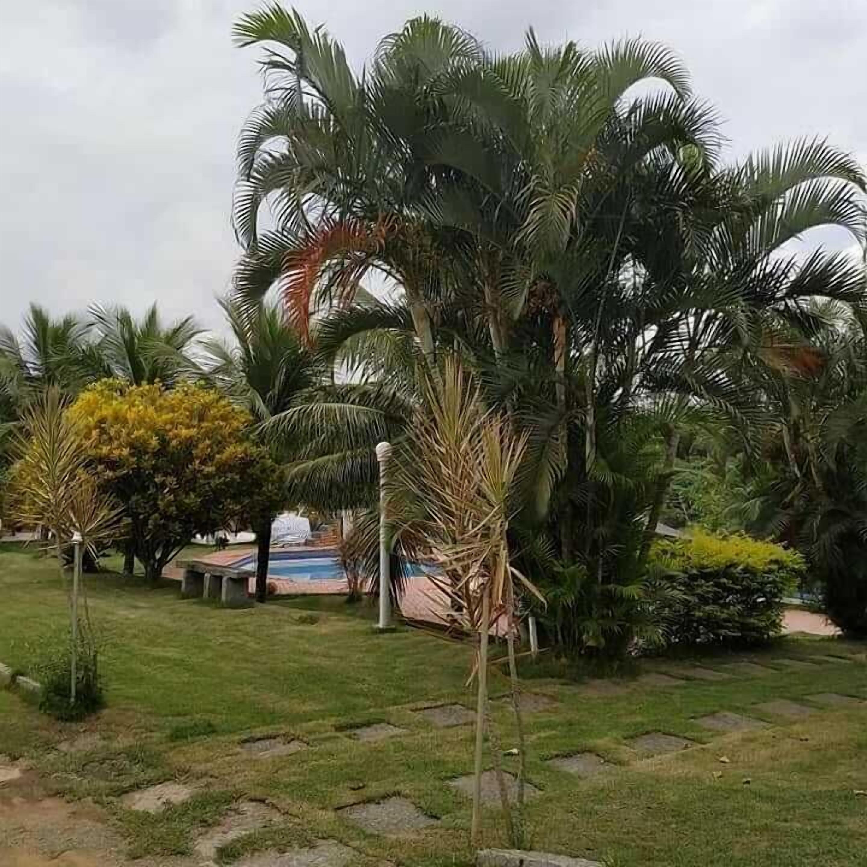 Un jardín con palmeras, una piscina y un camino de piedra.