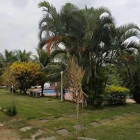 Un jardín con palmeras, una piscina y un camino de piedra.