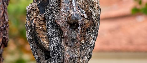 A rustic, weathered wooden object with a rope, possibly a piece of traditional equipment, hanging against a blurred background of greenery and a building.