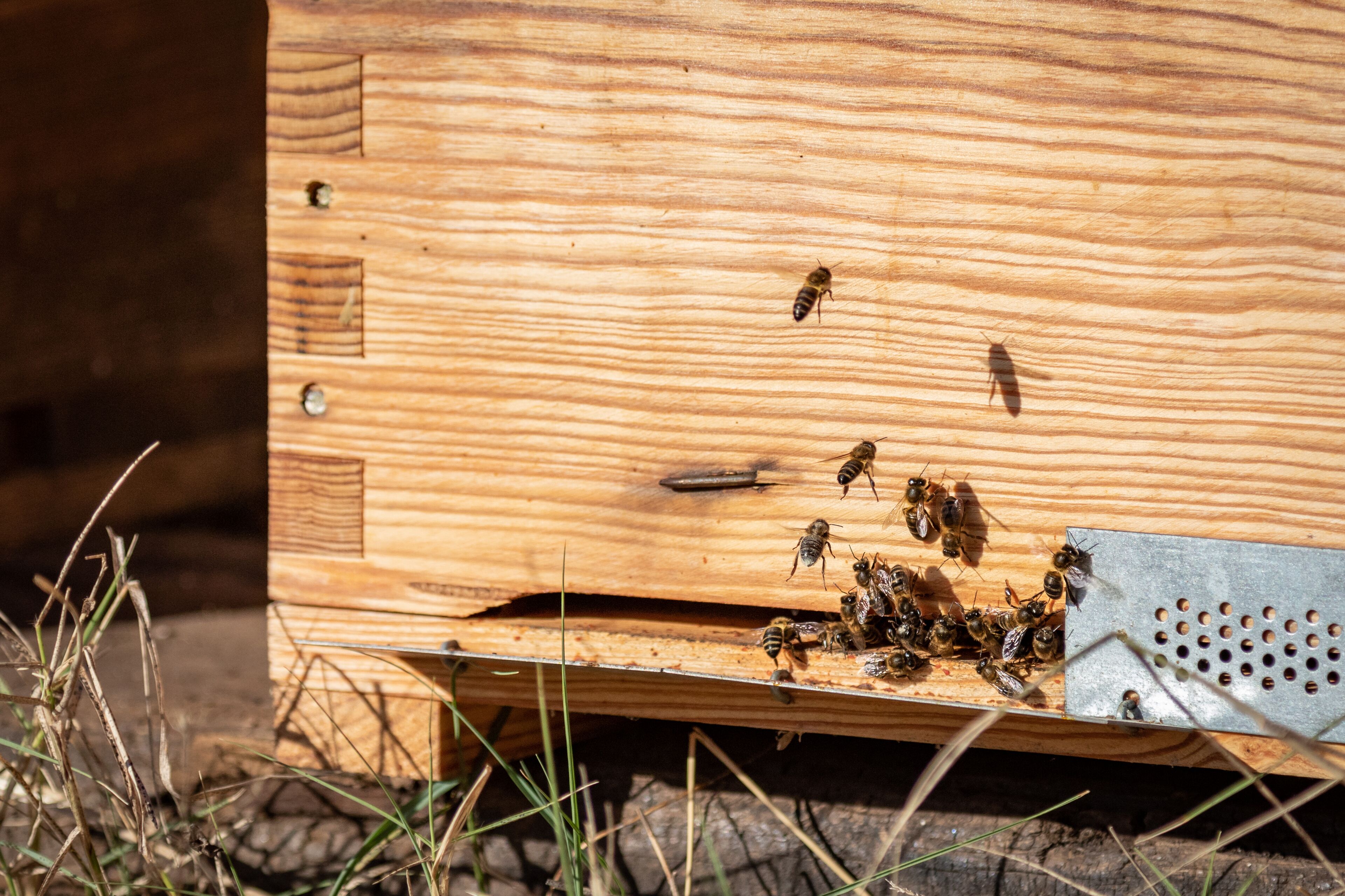 Un colmenar de madera con abejas encima y alrededor, sobre un fondo natural.