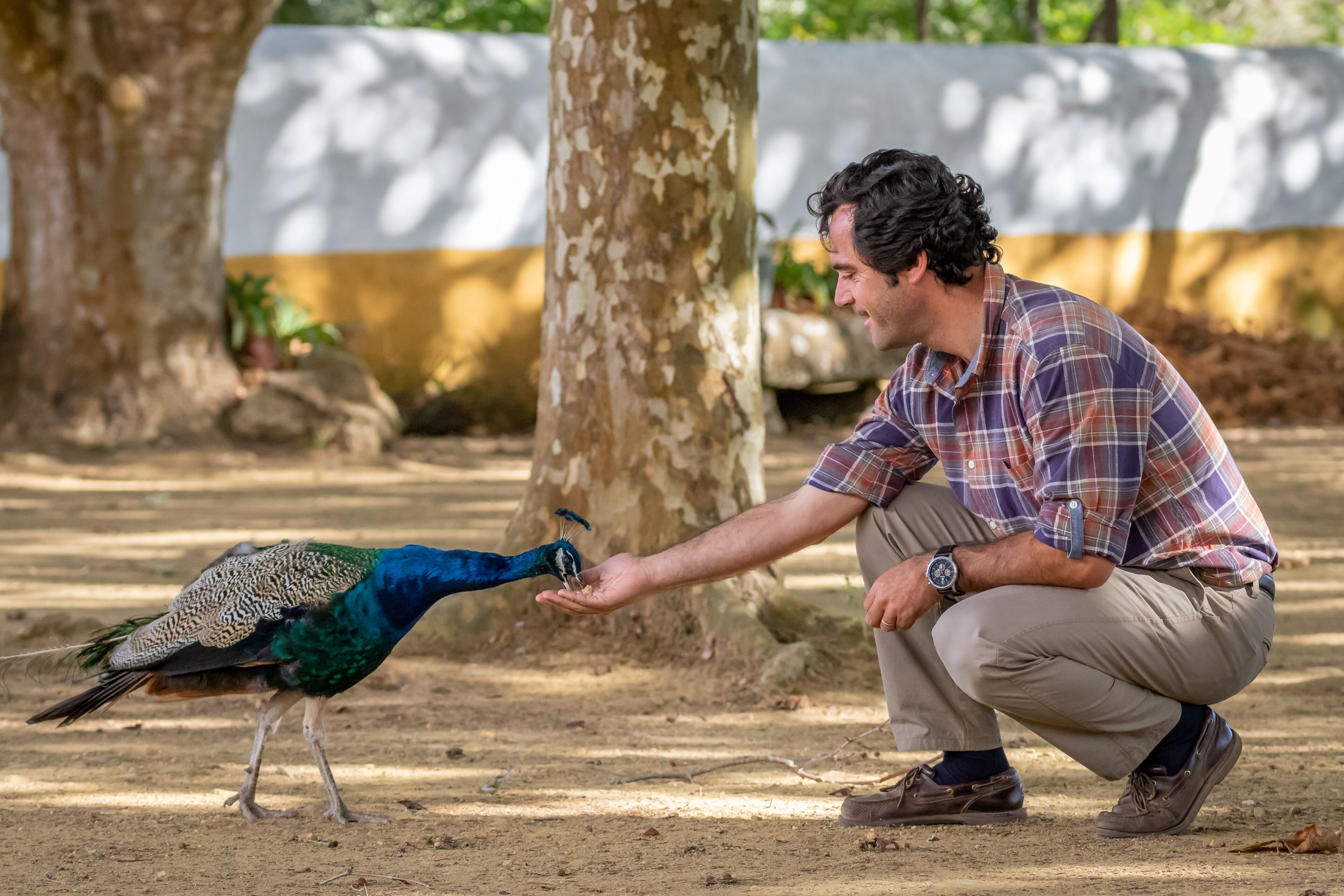 A man crouching and feeding a peacock in an outdoor setting with trees and a wall in the background.