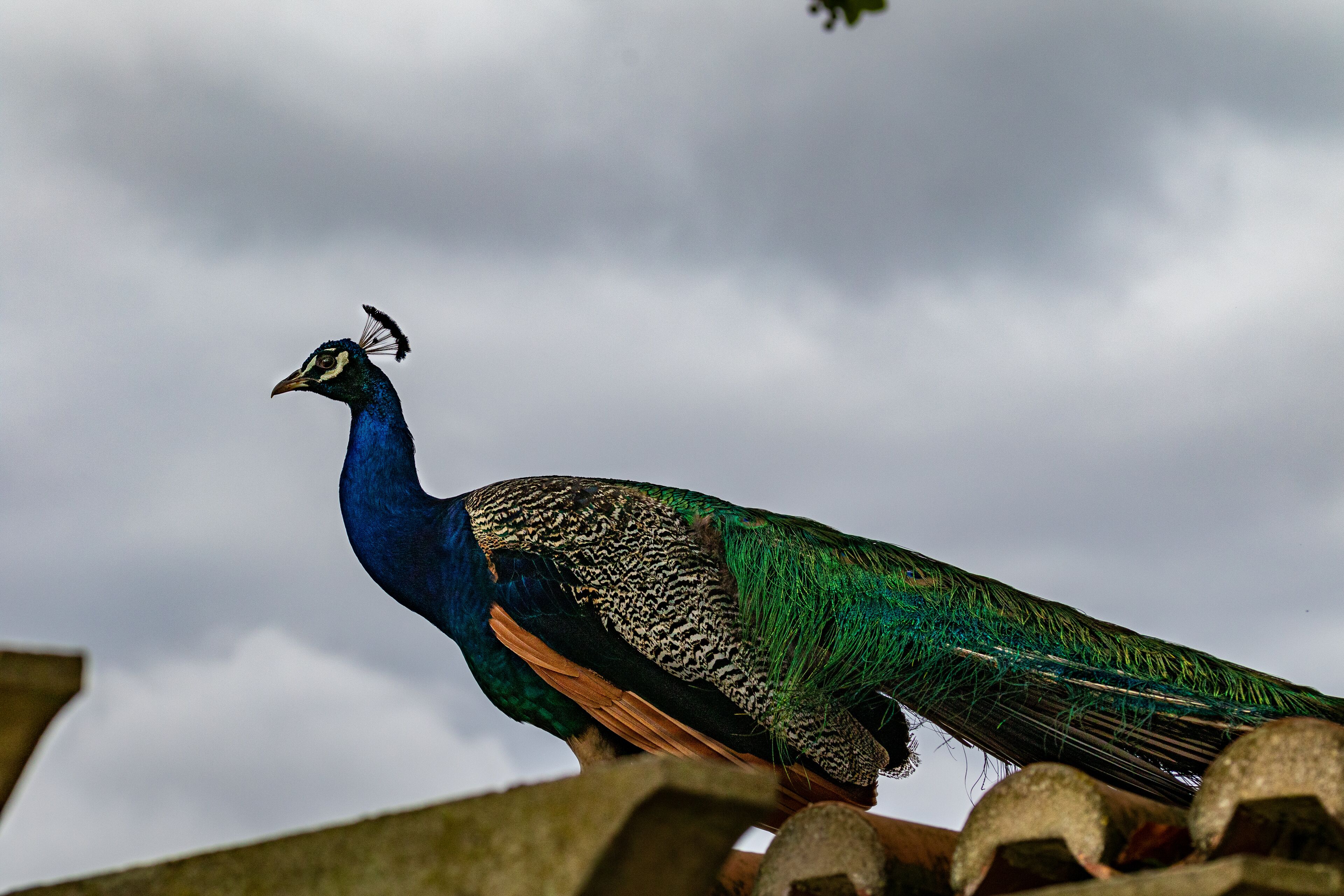 A peacock perched on a structure with a cloudy sky in the background.