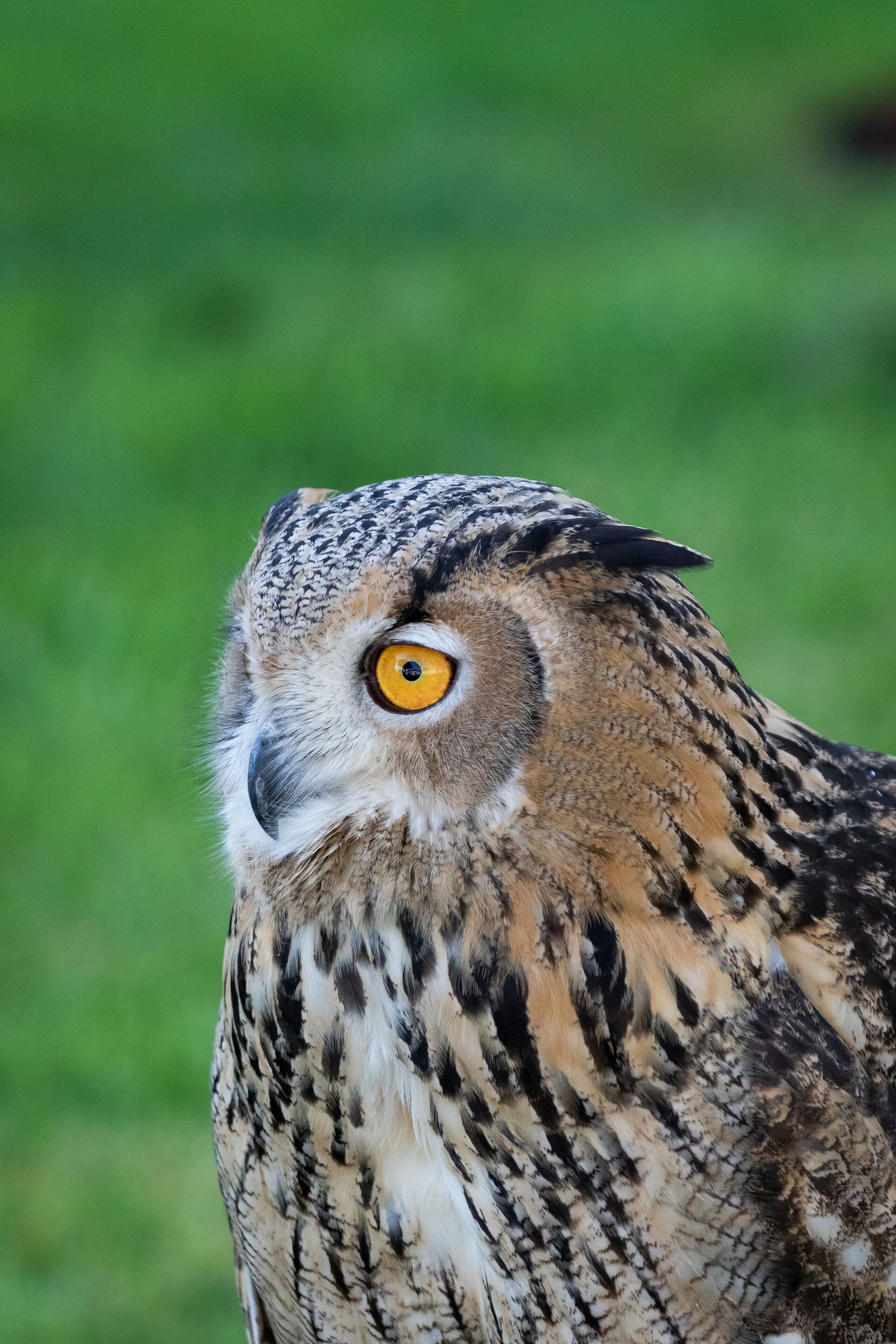 A close-up of an owl with distinctive yellow eyes and patterned feathers.