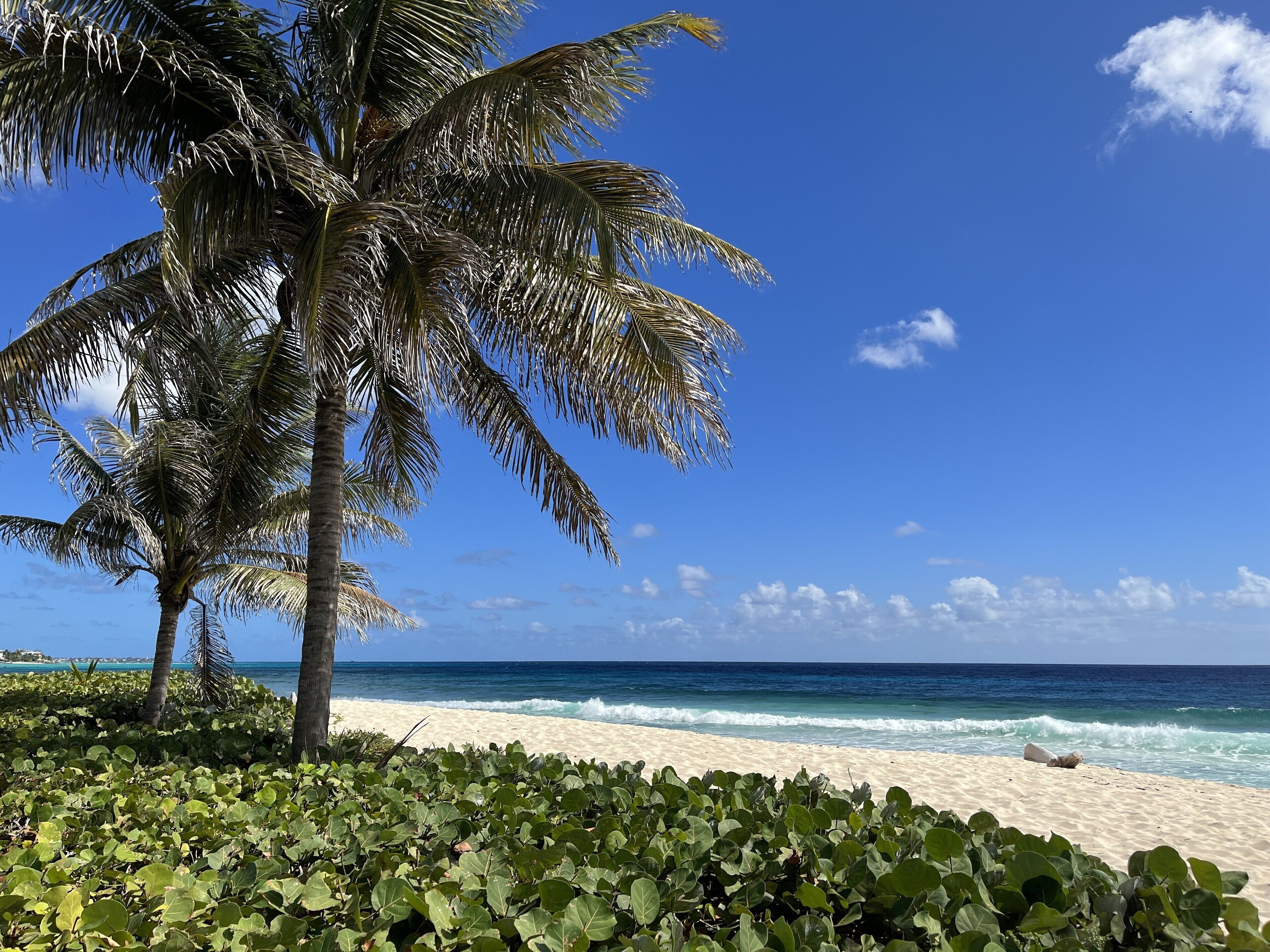 A beach with palm trees and ocean waves.