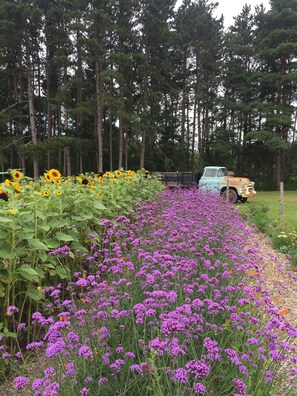 A field of purple flowers with a vintage truck parked in the background. - Burdick Blueberry Farm Guest House (Cattaraugus)