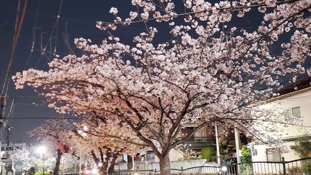 Una calle bordeada de cerezos en flor de noche.