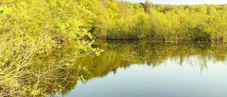 A calm lake surrounded by dense green foliage.