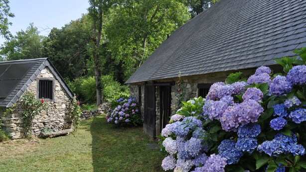 A stone cottage with a sloped roof, surrounded by lush greenery and hydrangea flowers.