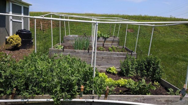 Un jardin avec des plates-bandes surélevées et une serre.