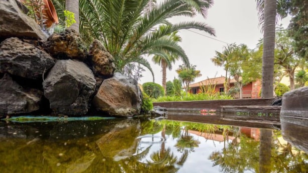 Un tranquilo elemento acuático con rocas y palmeras, que refleja la vegetación circundante y un edificio al fondo.