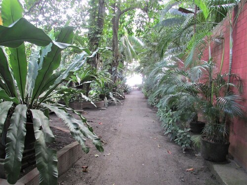 Felipa Beach and Guesthouse - Jasmine