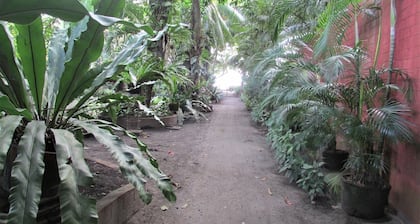 Felipa Beach and Guesthouse - Jasmine